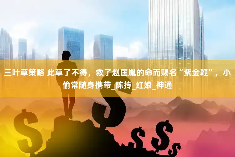 三叶草策略 此草了不得，救了赵匡胤的命而赐名“紫金鞭”，小偷常随身携带_陈抟_红娘_神通